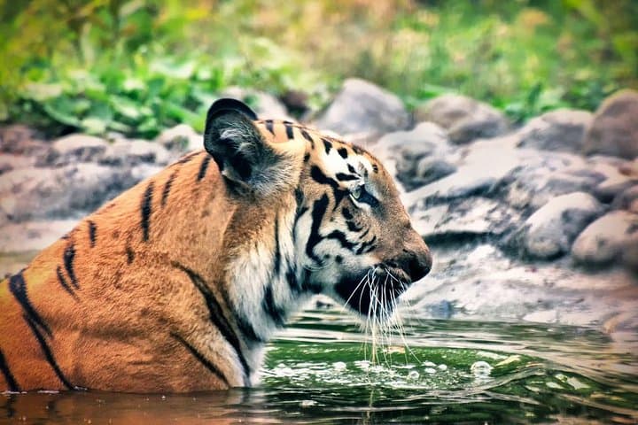 Rocket Steamer Sundarbans Excursion: 8-Day Mangrove & Old Dhaka Tour