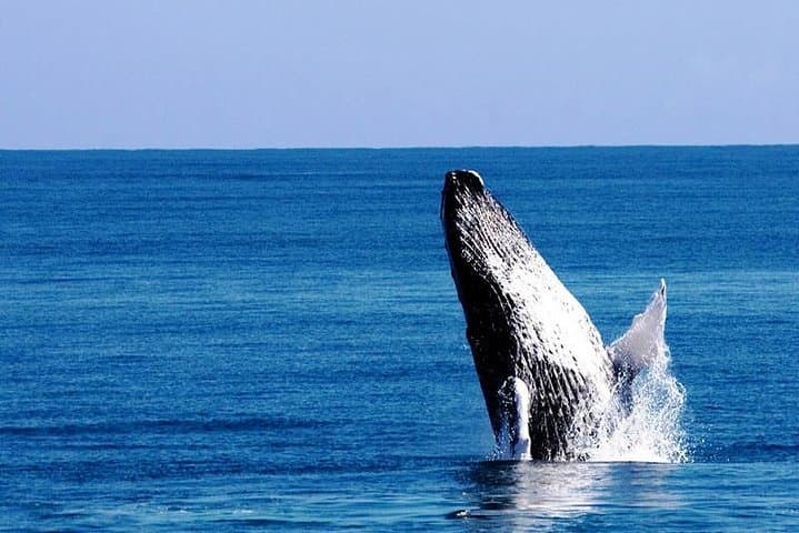 Whale Watching in Samaná Bay: Winter Humpback Expeditions from Puerto Plata