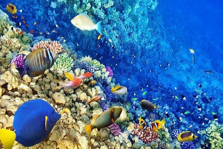 Hurghada Snorkeling Red Sea Day Cruise with Lunch and Transfers photo 1
