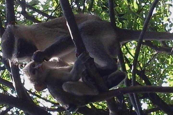 Victoria Falls and Chobe: 4-Day Zambezi Cruise and Chobe Safari photo 2