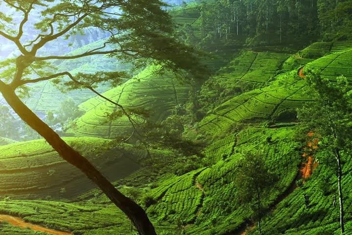 Nuwara Eliya Day Trip: Tea, Waterfalls & Gregory Lake from Colombo
