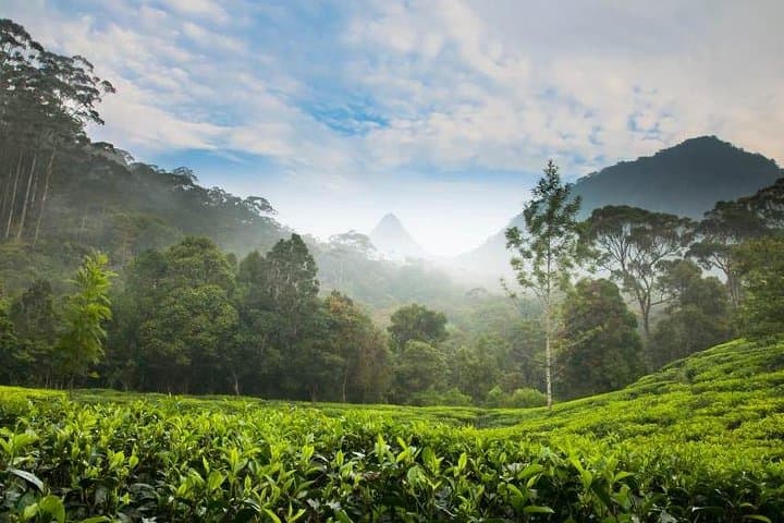 Nuwara Eliya Day Trip: Tea, Waterfalls & Gregory Lake from Colombo photo 2