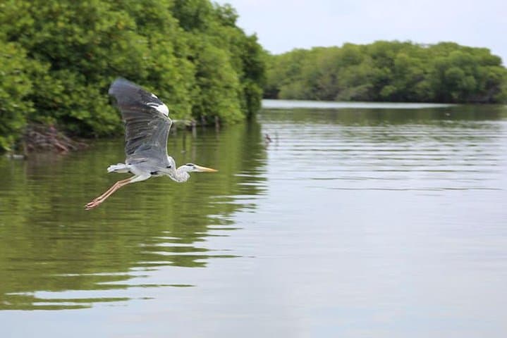 Negombo Lagoon Day Trip — Mangroves, Fish Market & Catamaran Picnic photo 2