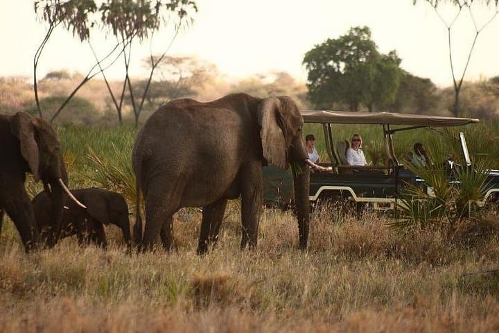 Amboseli Safari Special: 3-Day Game Drives and Kilimanjaro Views photo 1