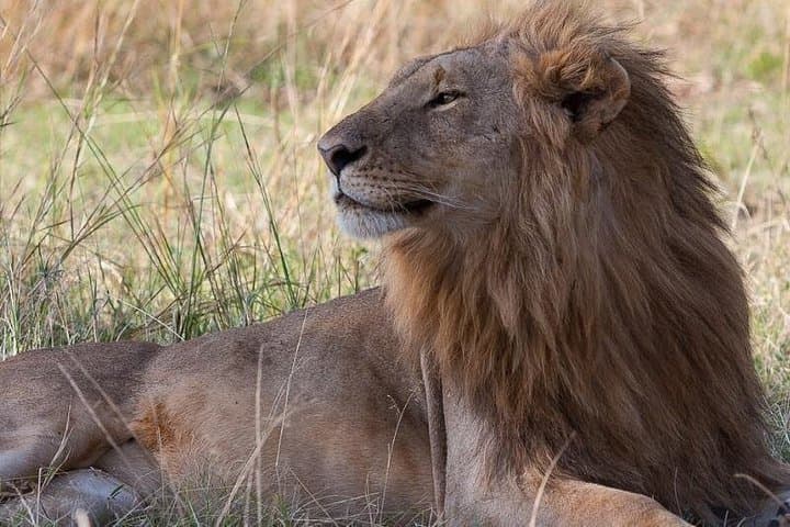 Amboseli Safari Special: 3-Day Game Drives and Kilimanjaro Views photo 2