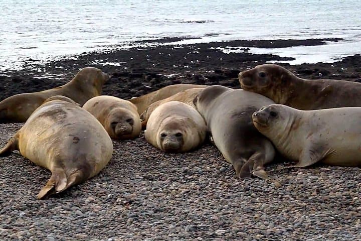 4x4-to-punta-ninfas-elephant-seals-and-lighthouse-full-day-from-puerto-madryn photo 3