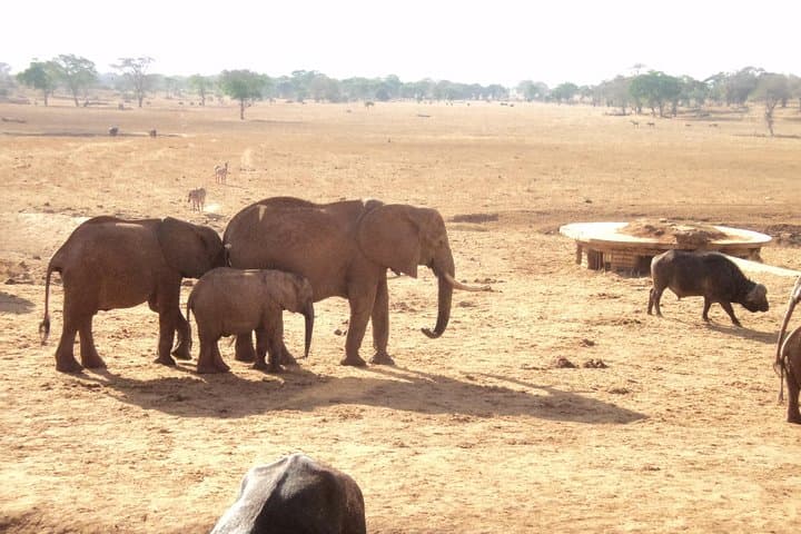 Amboseli National Park Full-Day Safari from Nairobi — Elephants, Big Game & Kilimanjaro Views
