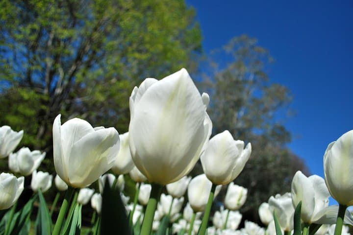Private Walking Tour of Villa Taranto Botanical Gardens, Verbania