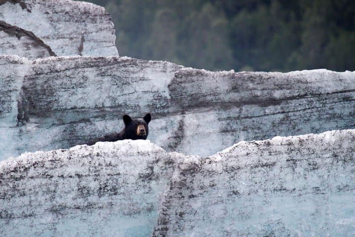 Bears, Trains & Icebergs Tour — Glacier Discovery Train, Spencer Iceberg Float & Alaska Wildlife