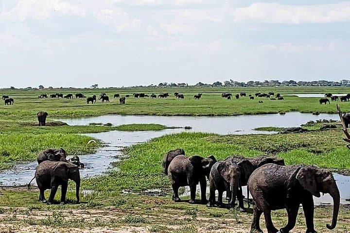 Hwange Safari Day Trip from Victoria Falls — Full-Day Wildlife & Conservation Guide