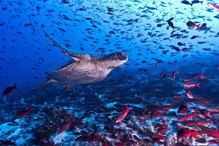 Snorkel Cahuita Reef and Hike Punta Cahuita: Private Snorkeling & Rainforest Tour photo 1