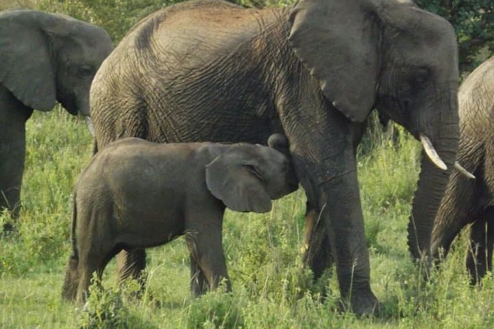 Nairobi Elephant Orphanage and Giraffe Center Day Tour — Up‑Close Wildlife Encounters photo 1