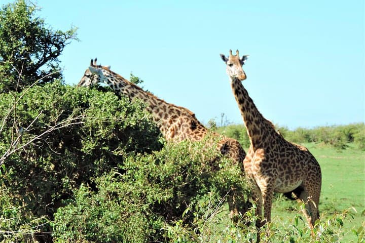 Nairobi Elephant Orphanage and Giraffe Center Day Tour — Up‑Close Wildlife Encounters photo 4