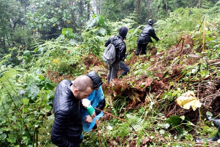 5-Day Gorilla Trekking and Ishasha Tree-Climbing Lions Safari photo 2