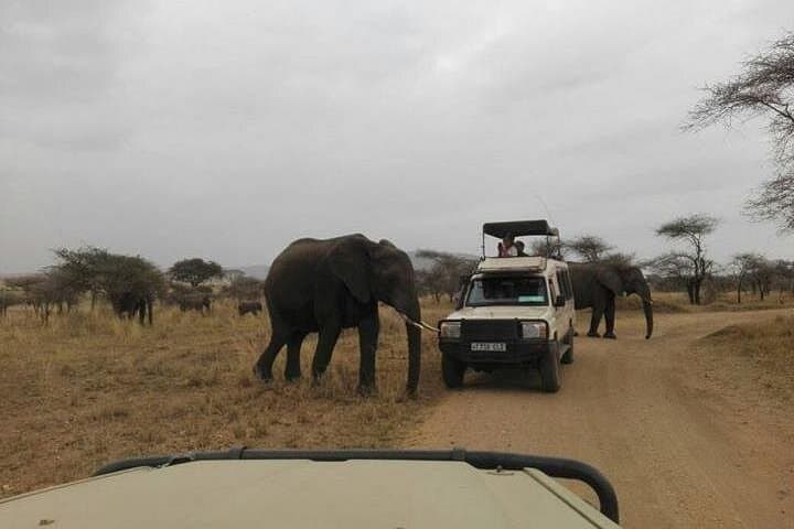 12-Day Tanzania Safari: Wildlife, Craters & Cultural Encounters photo 1