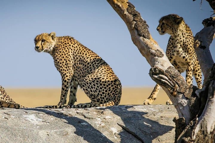 12-Day Tanzania Safari: Wildlife, Craters & Cultural Encounters photo 2