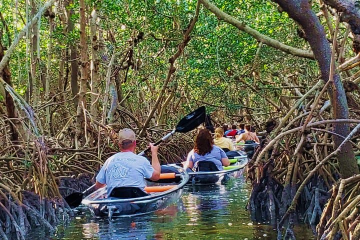 Clear Kayak Tour in Shell Key & Fort De Soto — Guided Crystal Kayaks photo 3