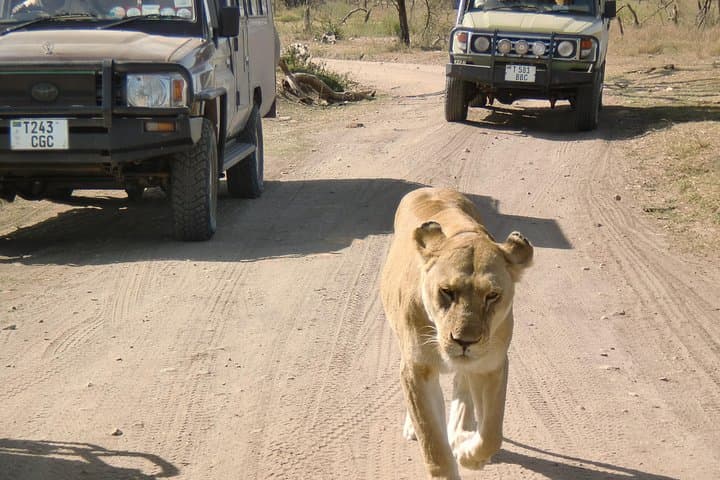 4-Day Lake Manyara, Ngorongoro & Tarangire Safari from Arusha photo 2
