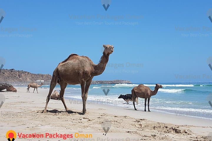 Exploring the Empty Quarter: Rub Al Khali 4x4 Day Safari from Salalah photo 2