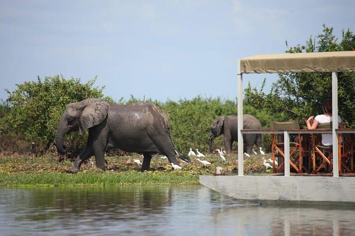 Nyerere (Selous) 3-Day Private Safari: Game Drives, Boat & Walking Safaris photo 2