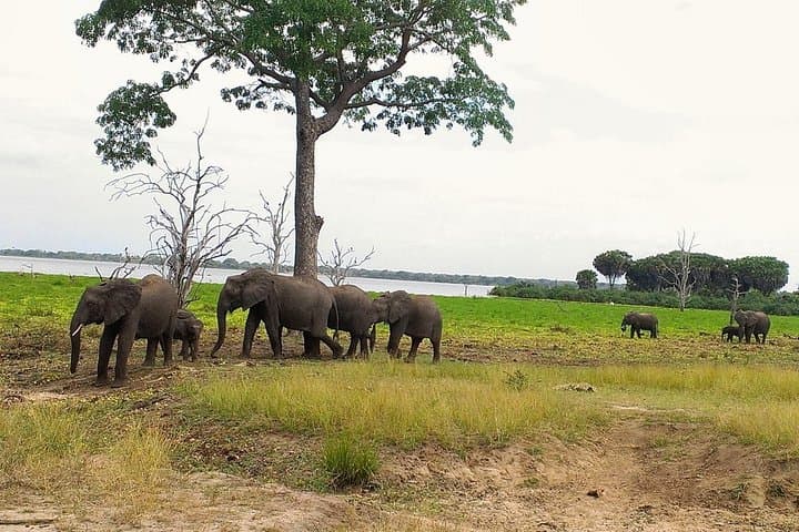 3-Day Safari in Nyerere National Park: Boat, Walk and Unlimited Game Drives from Dar es Salaam