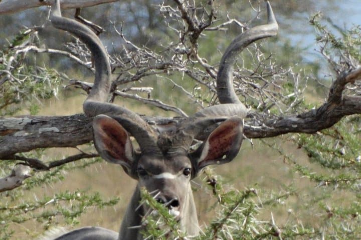 5-Day Safari to Nyerere (Selous) & Mikumi National Parks — Boat, Walking & Game Drives from Dar es Salaam