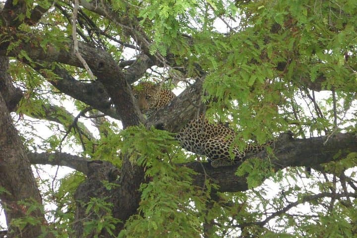 2-Day Mikumi Safari from Dar es Salaam — Game Drives & Park Lodging