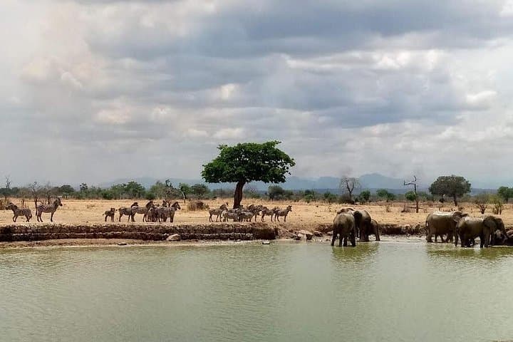 2-Day Mikumi Safari from Dar es Salaam — Game Drives & Park Lodging photo 2