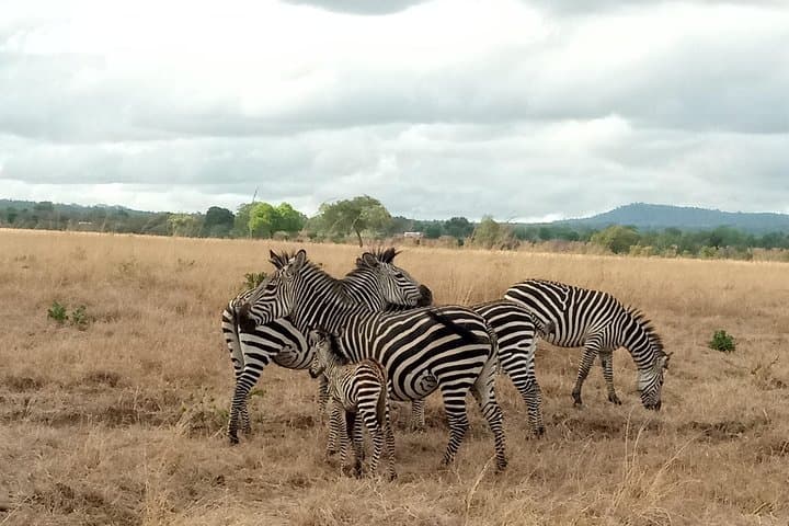 3-Day Mikumi National Park Safari: Game Drives, Wildlife & Park Accommodation photo 1