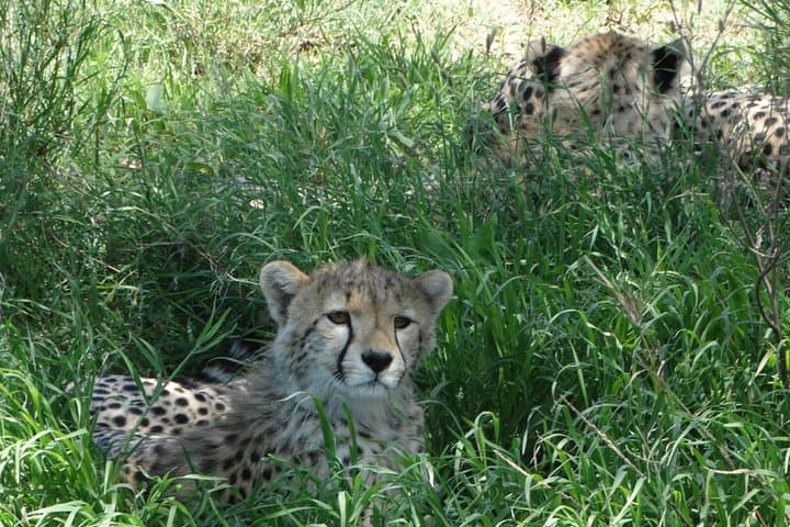 7-Day Kilimanjaro Trek & Northern Tanzania Safari: Kilimanjaro, Tarangire, Serengeti, Ngorongoro & Lake Manyara photo 2