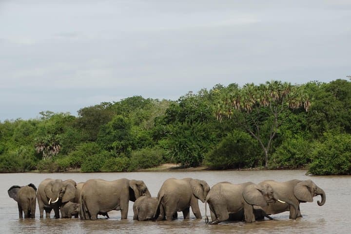 6-Day Southern Circuit Safari: Mikumi, Udzungwa & Selous Game Reserve