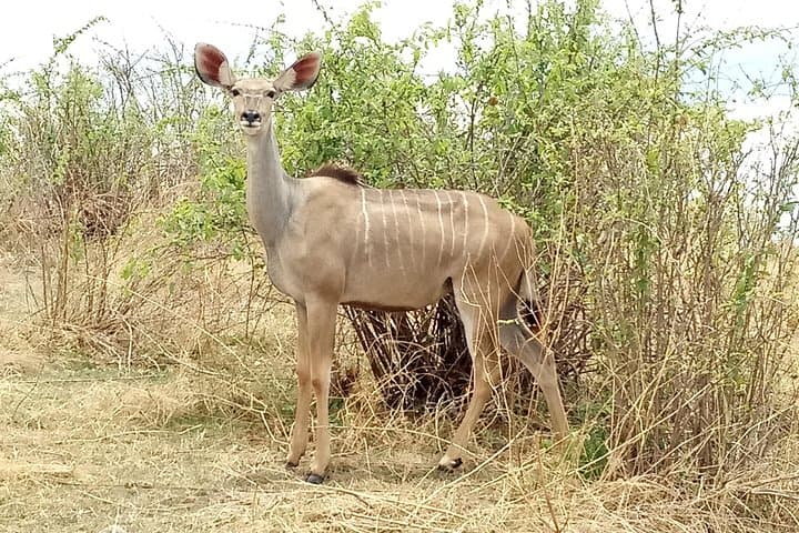 10-Day Southern Tanzania Safari: Selous (Nyerere), Ruaha, Udzungwa & Mikumi
