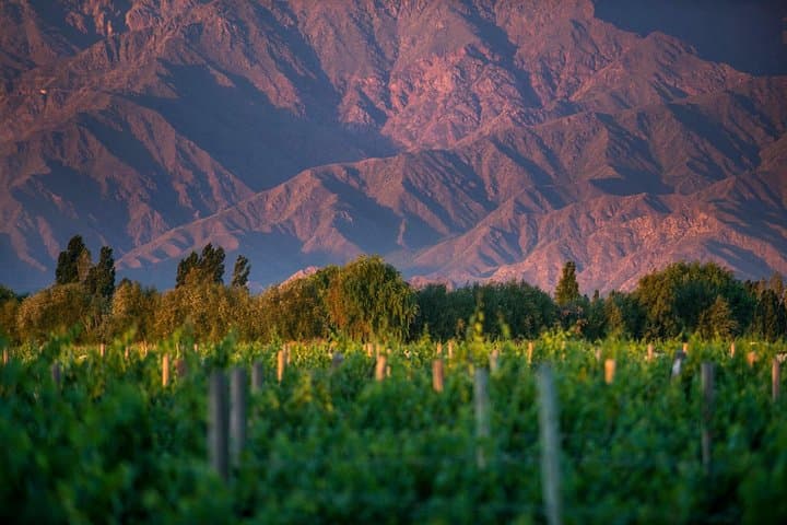 Cafayate Wine Road Adventure: Half-Day Wineries, Tastings & Vine Museum photo 3