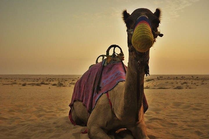 Dubai Red Dunes Safari: Evening Dune Bashing, Camel Rides and Bedouin Camp Experience photo 2