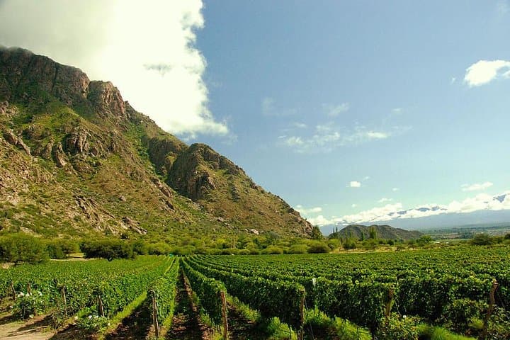 Cafayate Wine Road Adventure: Half-Day Wineries, Tastings & Vine Museum photo 5