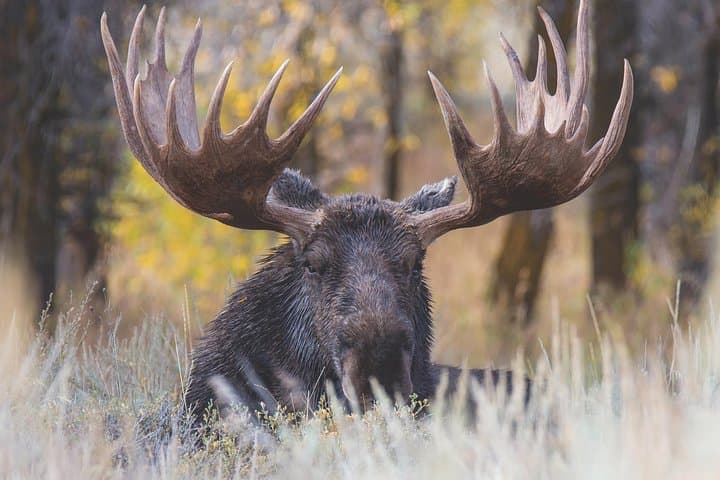 Grand Teton Wildlife Safari: Full-Day Wildlife, Geology, and Natural History Tour from Jackson photo 2