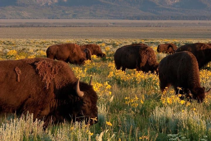 Grand Teton Wildlife Safari: Full-Day Wildlife, Geology, and Natural History Tour from Jackson photo 3