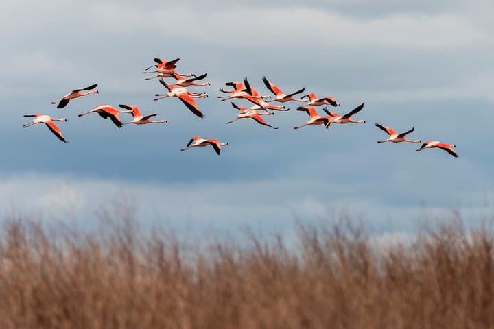 Laguna del Toro Flamingo-Watching 4WD from Salta — Full-Day Andean Wetlands Tour photo 5