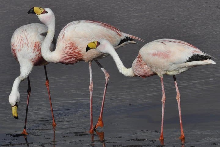 Laguna del Toro Flamingo-Watching 4WD from Salta — Full-Day Andean Wetlands Tour photo 6