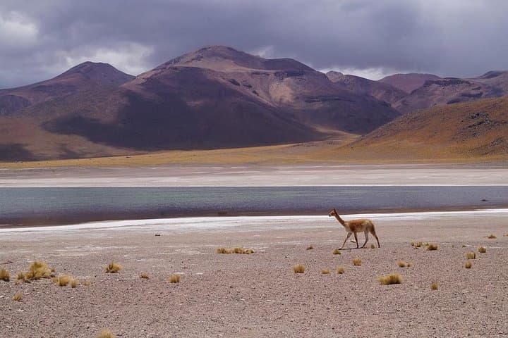Laguna del Toro Flamingo-Watching 4WD from Salta — Full-Day Andean Wetlands Tour photo 4