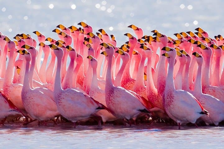 Laguna del Toro Flamingo-Watching 4WD from Salta — Full-Day Andean Wetlands Tour