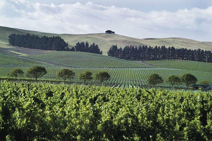 Waipara Wine Tour from Lyttelton: Half-Day Tastings and Winery Lunch photo 2