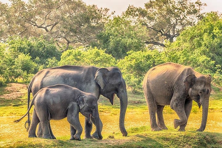 Yala Full-Day Safari in a Private Jeep with Picnic Lunch photo 4