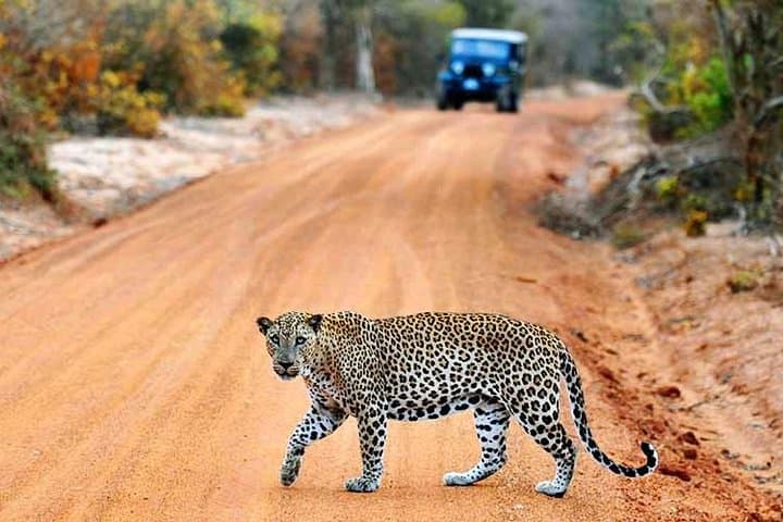 2-Day Yala & Udawalawe Safari from Bentota — Leopards, Elephants & ETH Visit