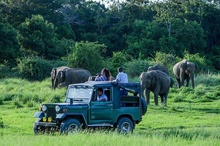 2-Day Yala & Udawalawe Safari from Bentota — Leopards, Elephants & ETH Visit photo 2