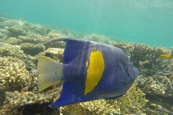 Red Sea Reef Run: Utopia Island Snorkeling Day Trip from Luxor photo 5