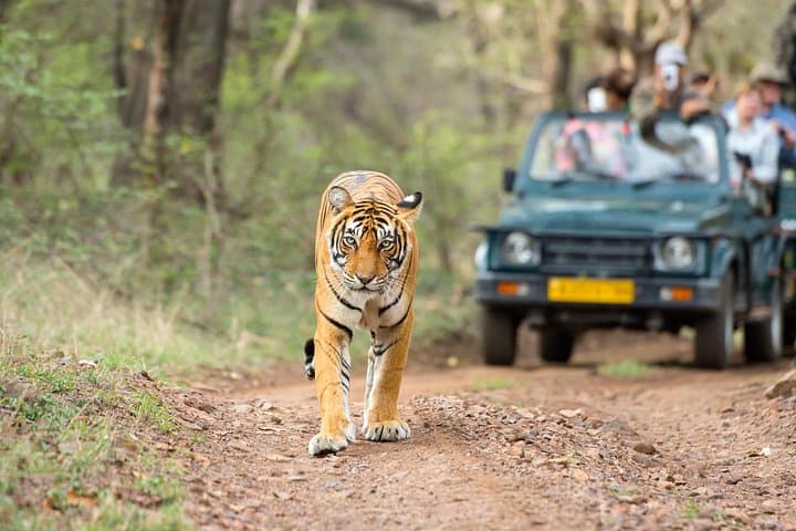 Ranthambore Tiger Safari Day Trip from Jaipur — All-Inclusive Wildlife Safari photo 3