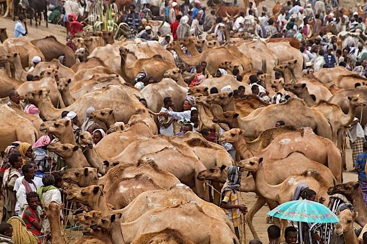 North Ethiopia Round-Trip: Lalibela, Simien & Danakil Expedition from Addis Ababa