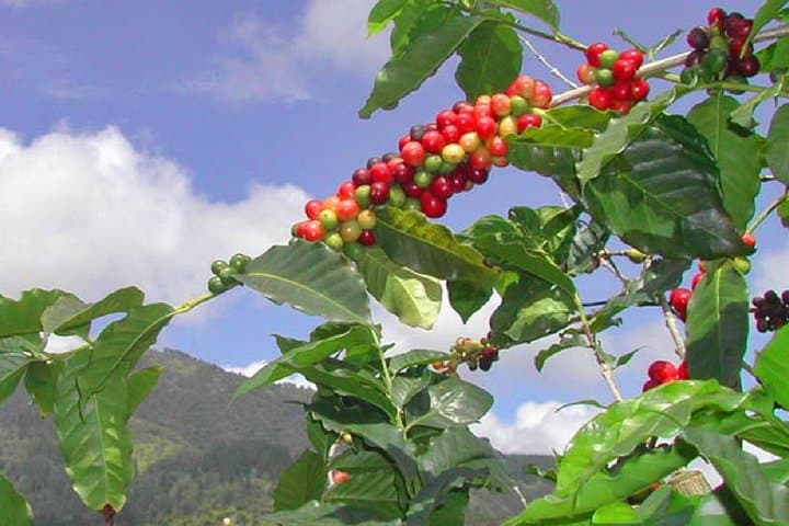 Private Blue Mountain Tour from Ocho Rios: Blue Mountain Coffee Farm & Rainforest Day Trip photo 2