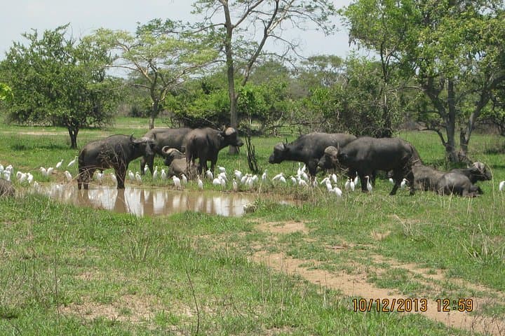 2-Night Kafue National Park Safari: Short Wildlife Break from Lusaka